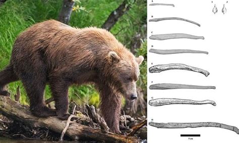 bear penis|Size Mattered to Ancient Bear, Penis Bones Suggest.